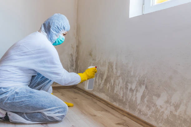 Licensed Mold Remediation service in Dimondale, MI - 24 Hour Mold Removal