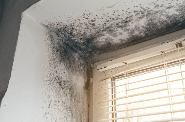 Affordable Mold Remediation solutions in Dimondale, MI